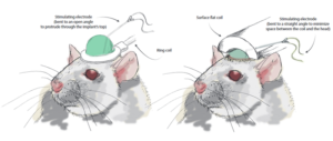 rat-implant-two-coils